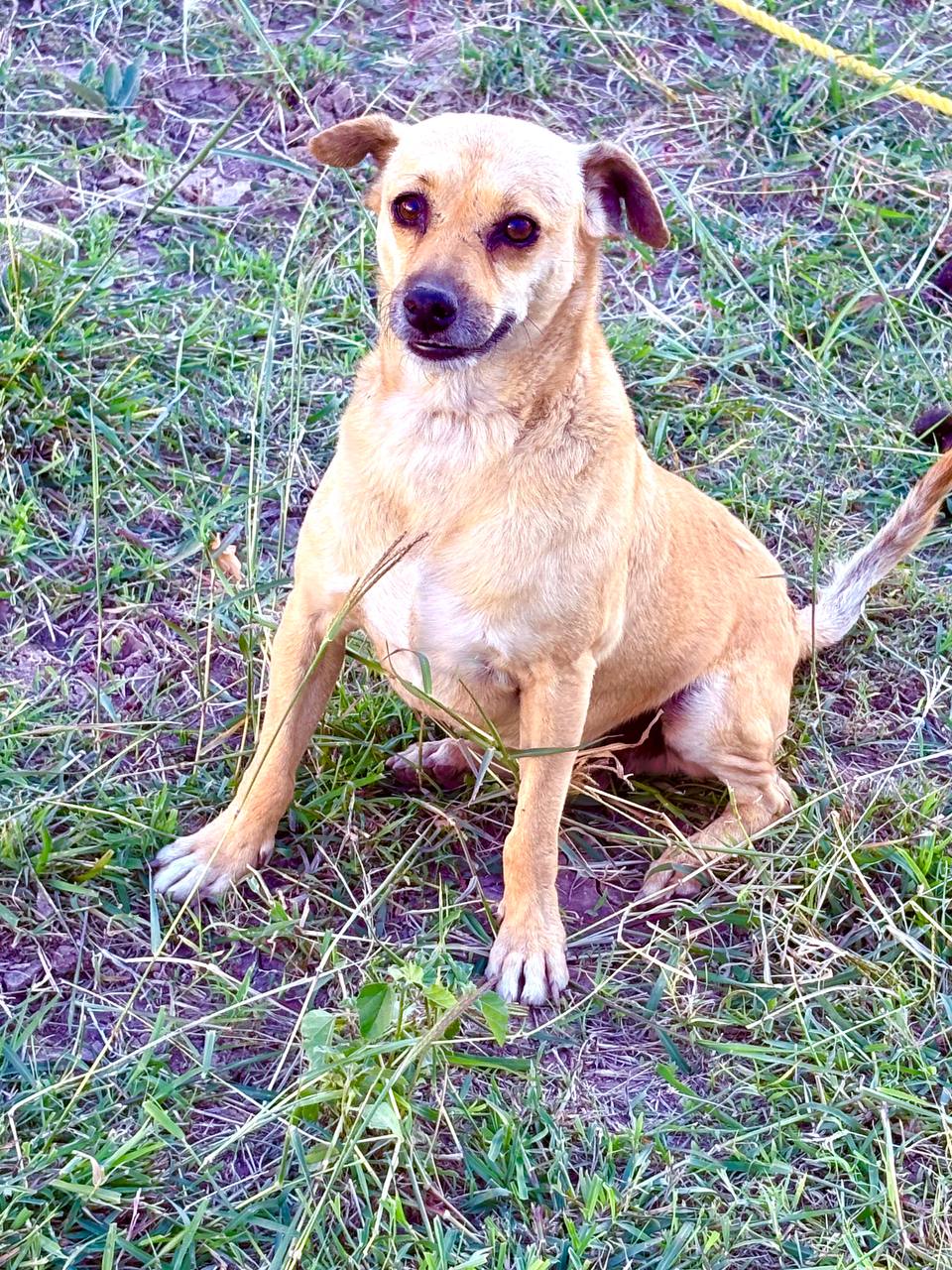 Brownie the Dog