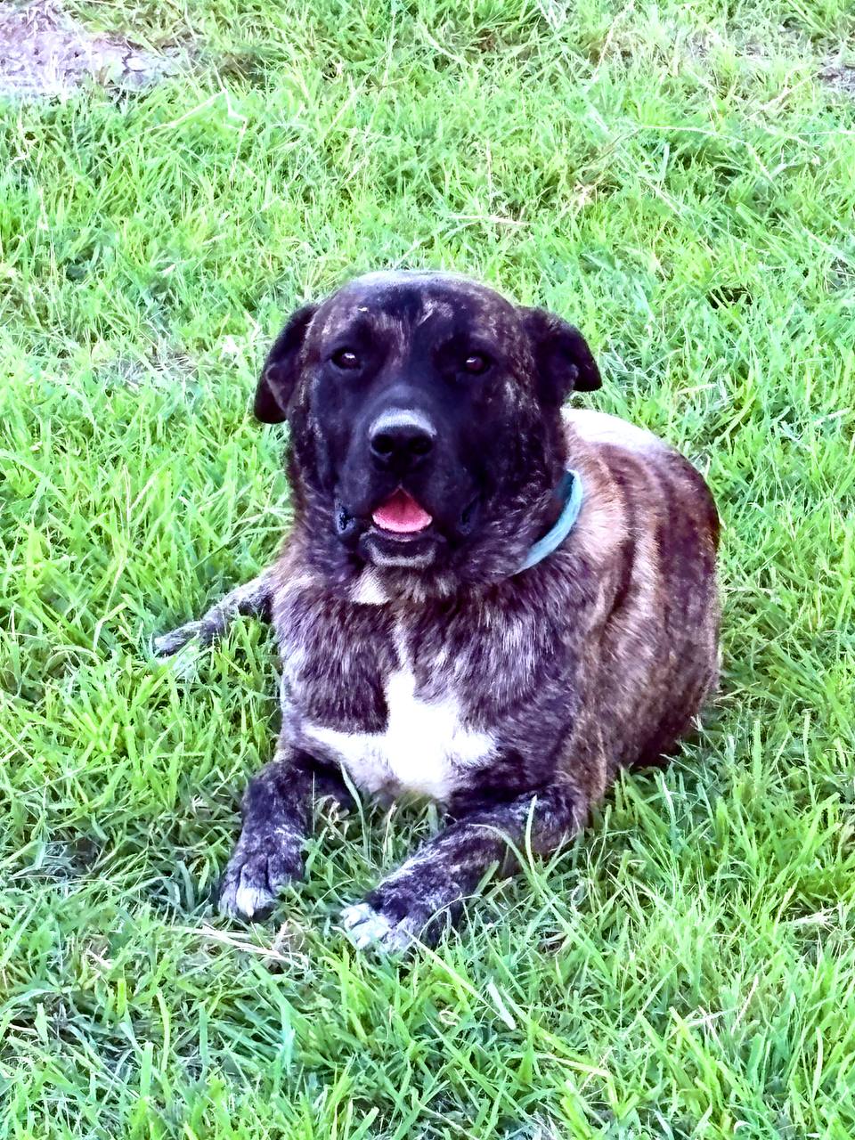 Diesel the Dog