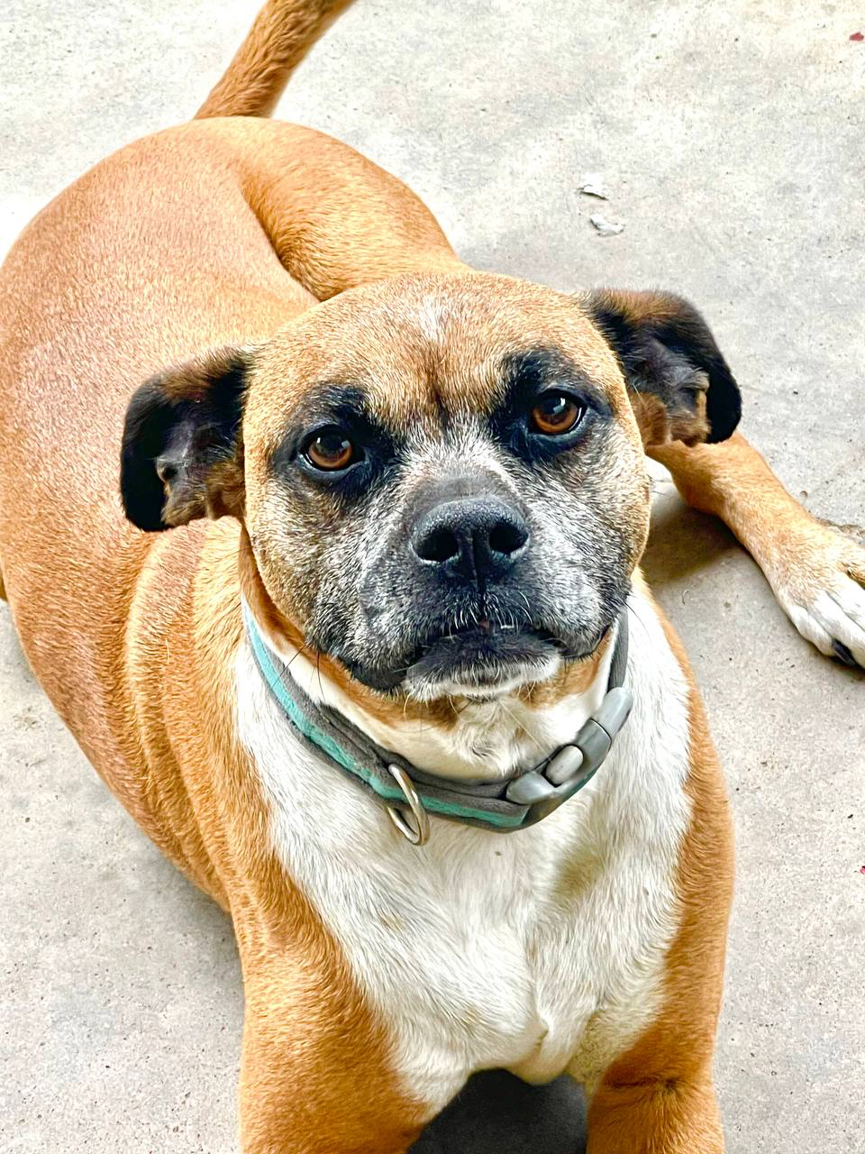 Midas the Dog