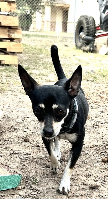 Tiny the Dog